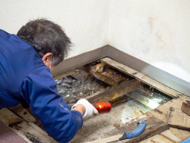 Best Commercial Mold Removal  in Grantsburg, WI
