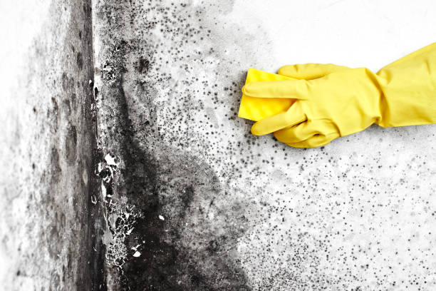 Best Office Mold Removal Services  in Grantsburg, WI