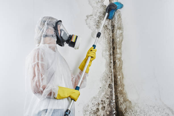 Best Attic Mold Removal  in Grantsburg, WI