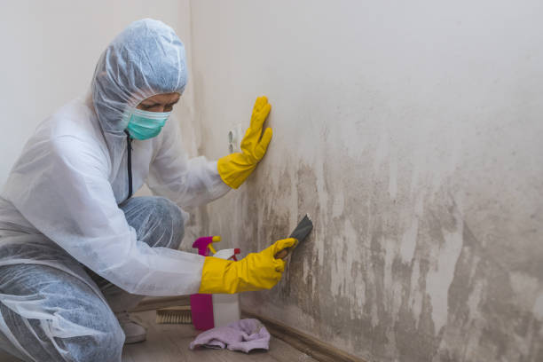 Best Home Mold Removal  in Grantsburg, WI