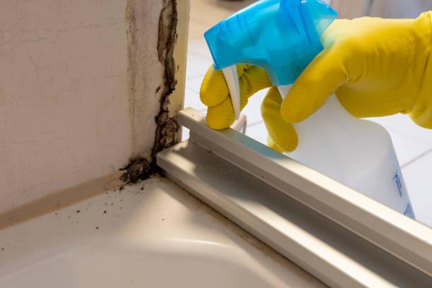 Best Same-Day Mold Removal  in Grantsburg, WI