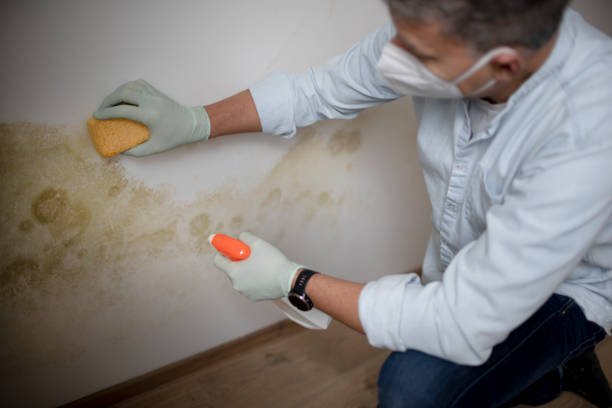 Best Mold Testing and Removal  in Grantsburg, WI