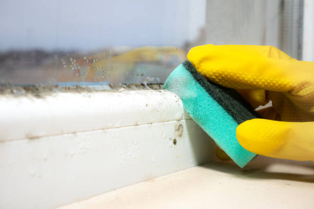 Best Residential Mold Removal  in Grantsburg, WI