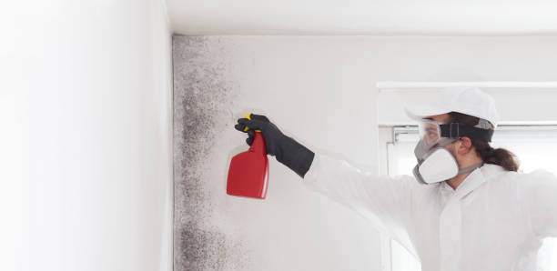 Best Office Mold Removal Services  in Grantsburg, WI