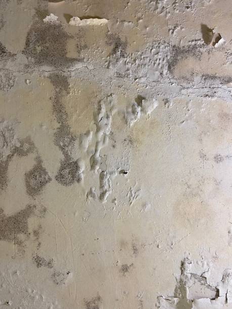 Best Crawl Space Mold Removal  in Grantsburg, WI