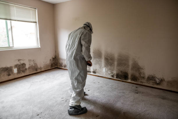 Best Local Mold Removal Service  in Grantsburg, WI