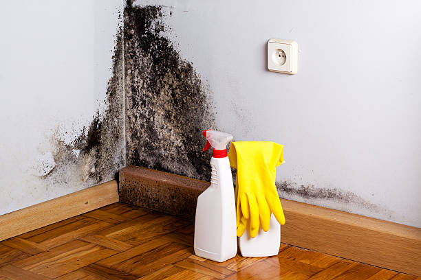 Best Professional Mold Removal  in Grantsburg, WI