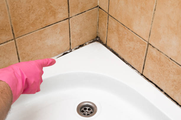 Trusted Grantsburg, WI Mold Removal Experts